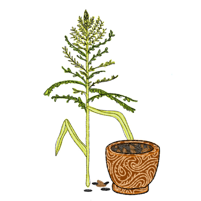 illustration of wild rice