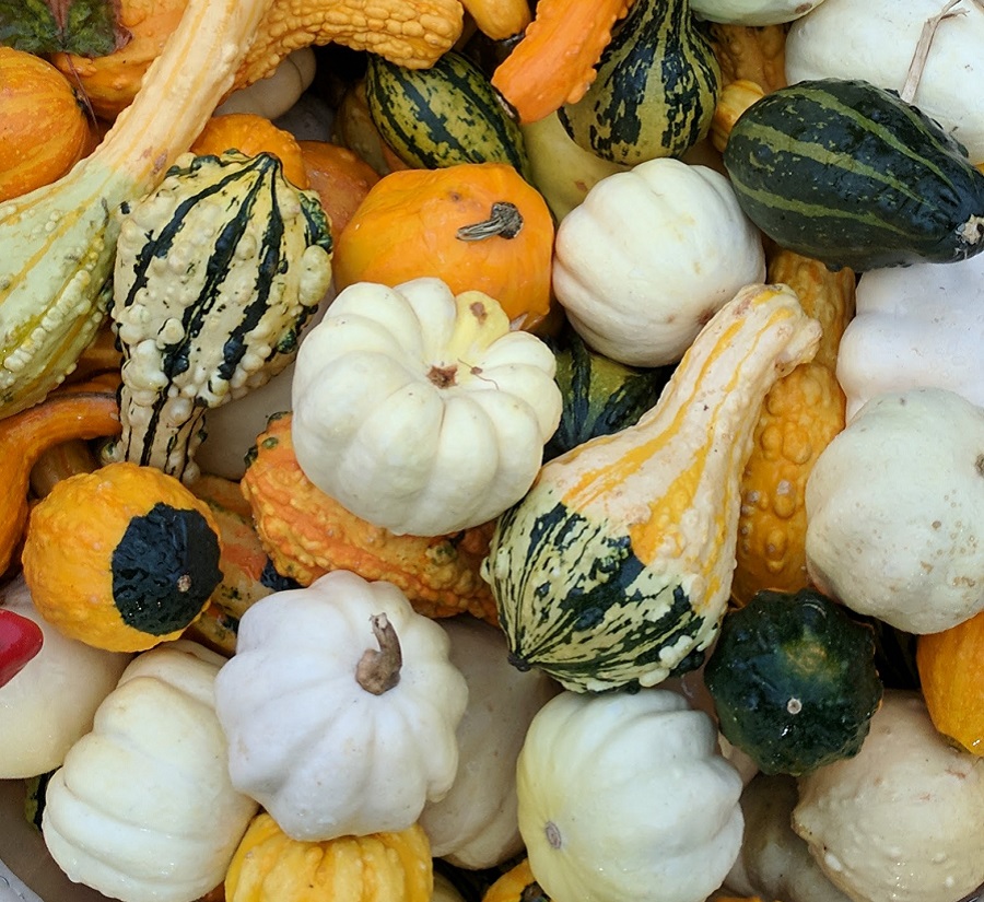 pumpkins and squash on display at the Village at Black Creek Fall Festival