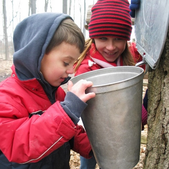 students at Black Creek Pioneer Village discover traditional method of tapping trees to collect sap for making maple syrup