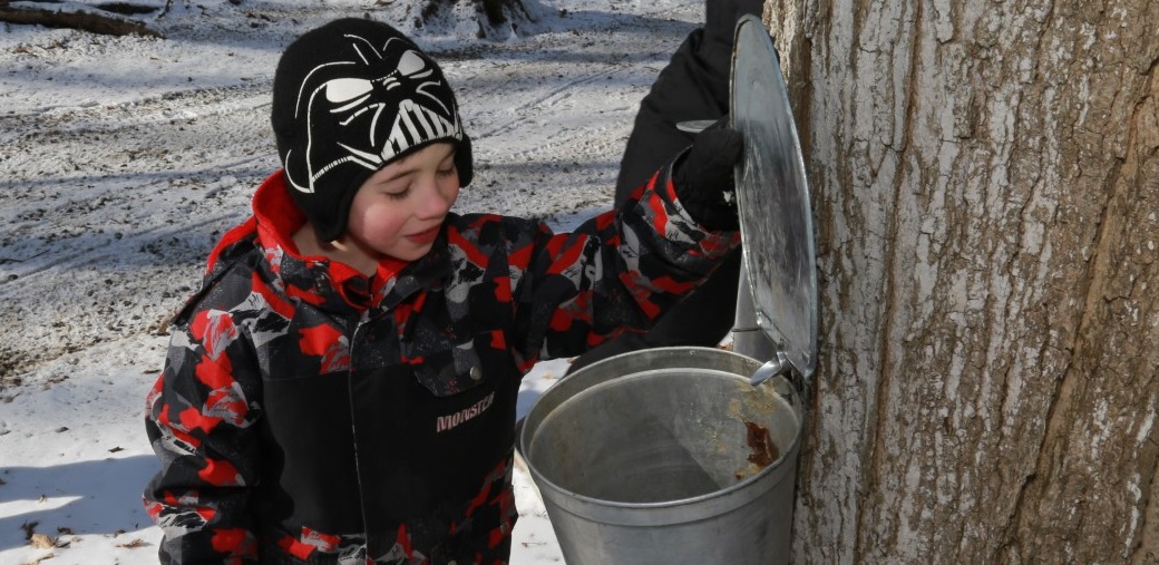 a young visitor to Black Creek Pioneer Village learns how Canadian settlers tapped trees to collect sap for making maple syrup