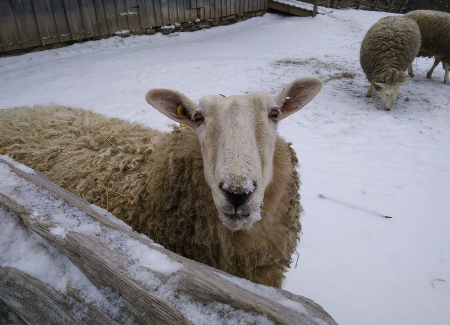 heritage breed sheep in a pen at Black Creek Pioneer Village