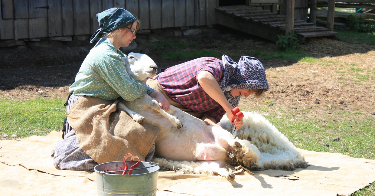 costumed educators at Black Creek Pioneer Villatge demonstrate the traditional 19th century method of sheep shearing