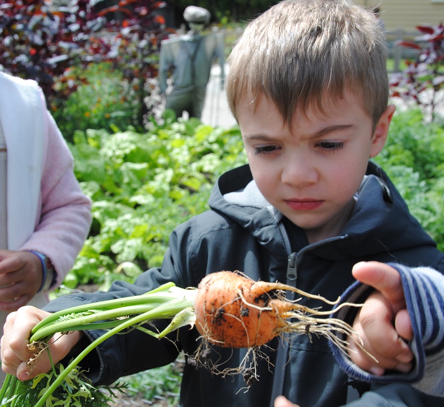 youngster holds a carrot freshly picked from one of the gardens at Black Creek Village