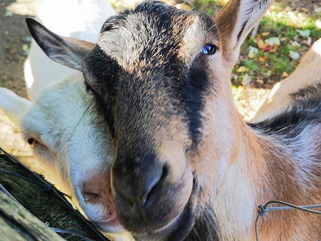a pair of friendly goats welcome visitors to the Fall Festival at Black Creek Village