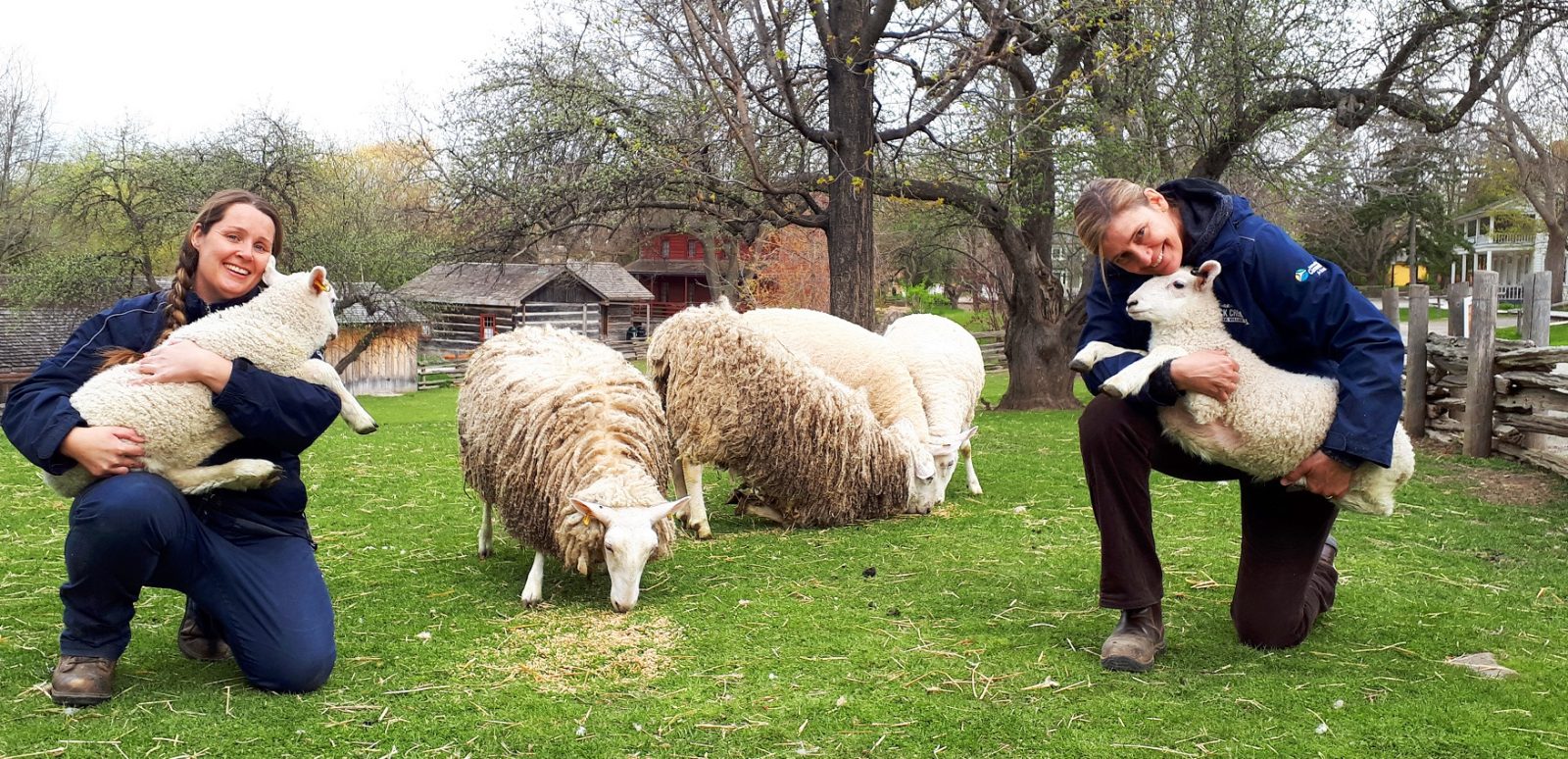 livestock staff care for the heritage breed sheep at the Village at Black Creek