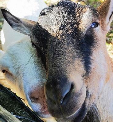 goats in their pen at The Village at Black Creek