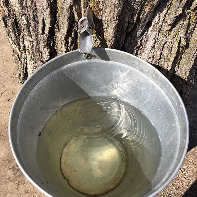 inside a bucket collecting sap under a spile, showing traditional method of tapping trees to collect sap for making maple syrup