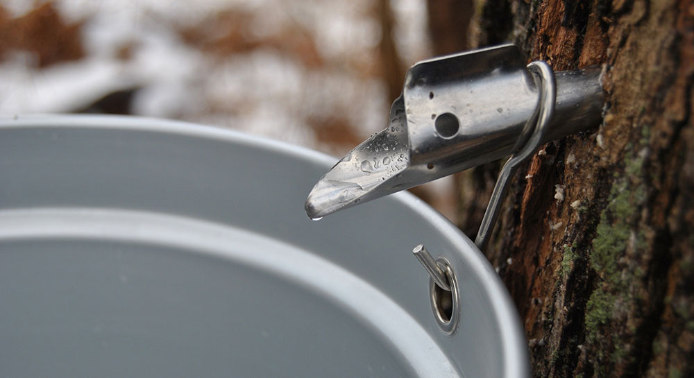 close up a spile inserted into a tree to collect sap for making maple syrup