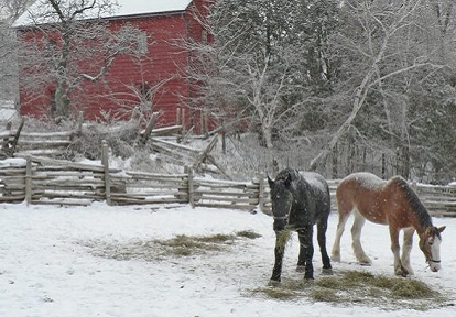 horses roam in a paddock on a snowy winter day at The Village at Black Creek