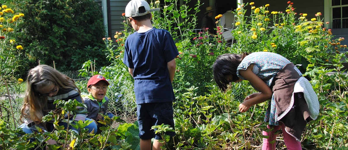 summer campers help tend to one of the heritage gardens at The Village at Black Creek