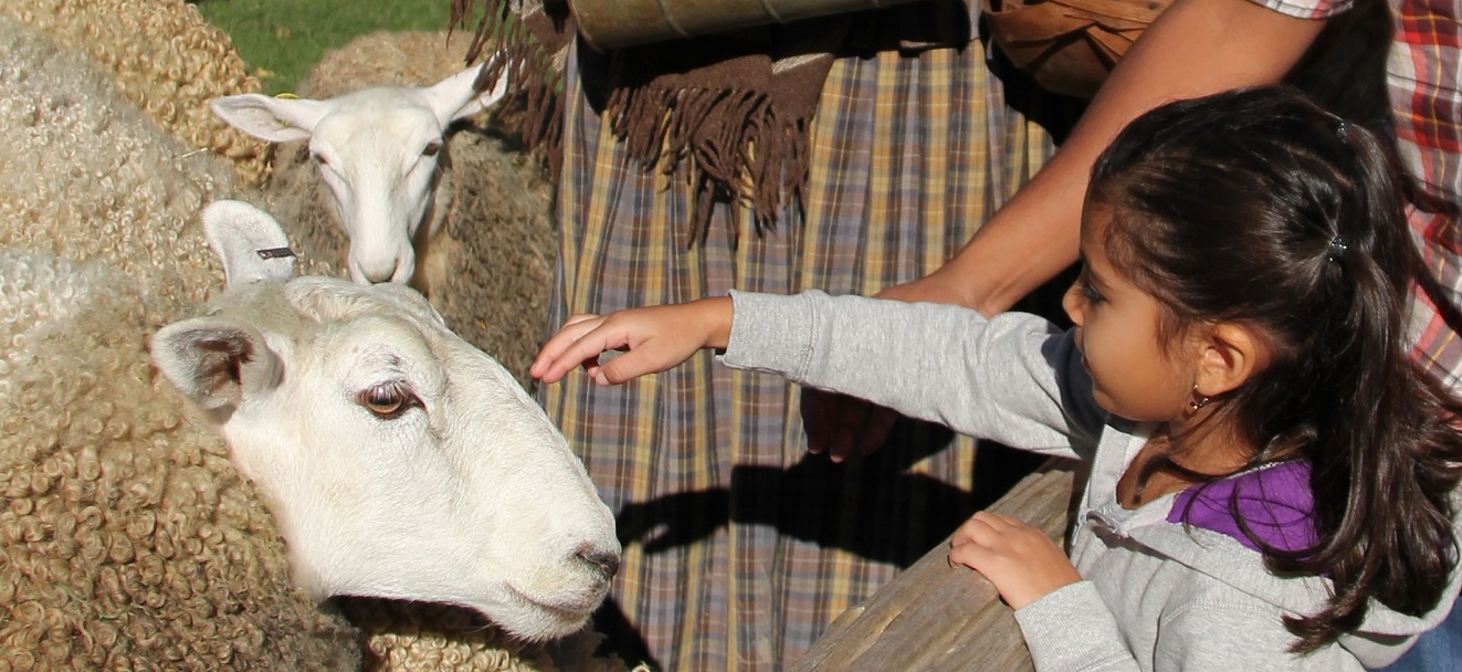 a summer campers meets a sheep at The Village at Black Creek