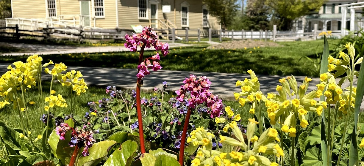a heritage garden at The Village at Black Creek blooms on a summer day