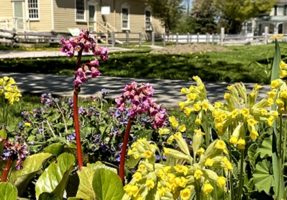 a heritage garden at The Village at Black Creek blooms on a summer day