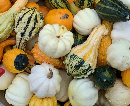 What's On At The Village 20 an assortment of gourds
