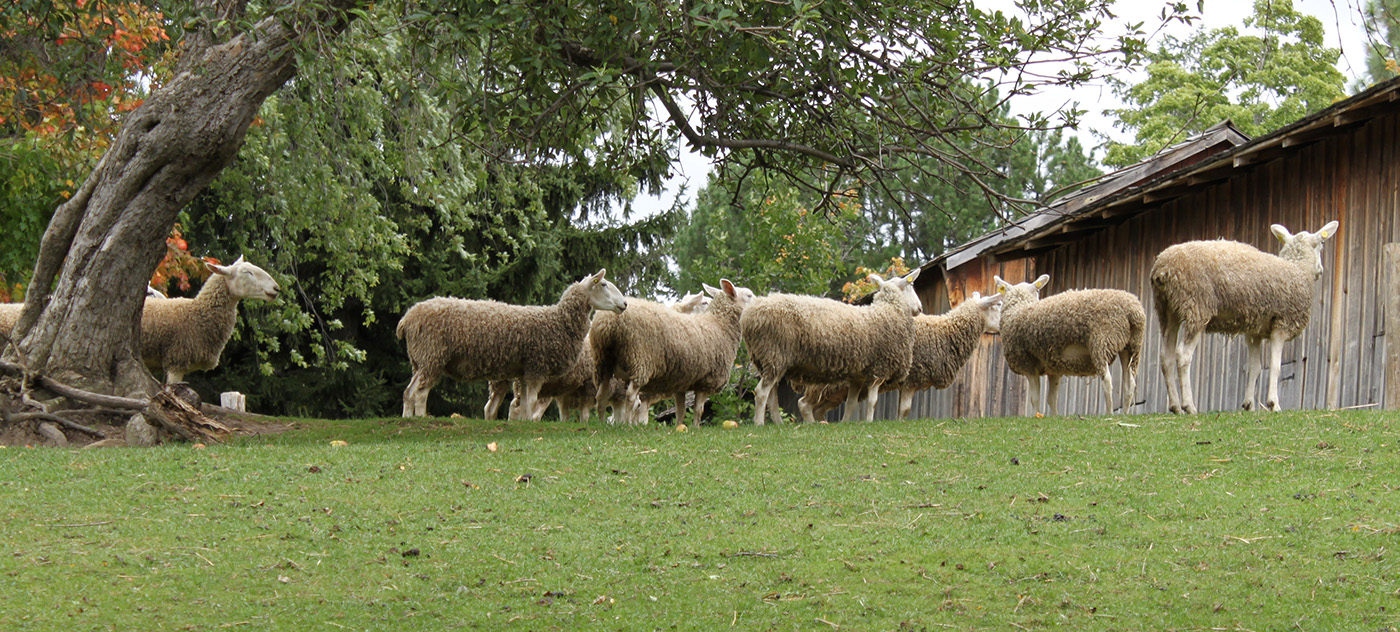 heritage breed Border Leicester sheep at the Village at Black Creek