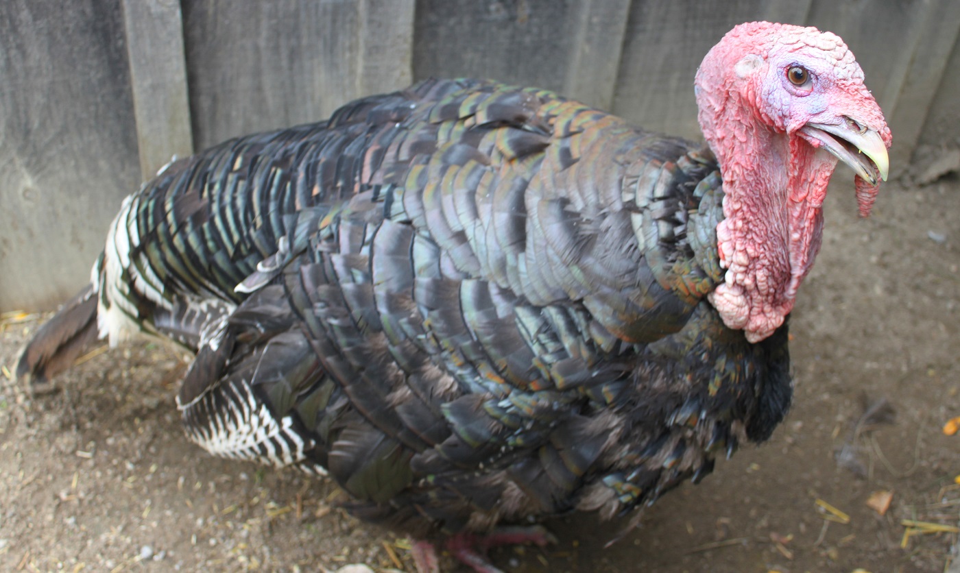 heritage breed Ridley Bronze turkey at Black Creek Pioneer Village