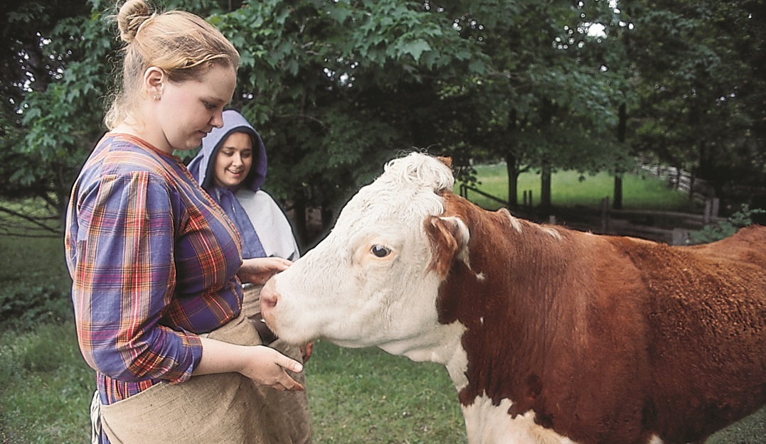 volunteer in period costume tends cattle at the Village at Black Creek