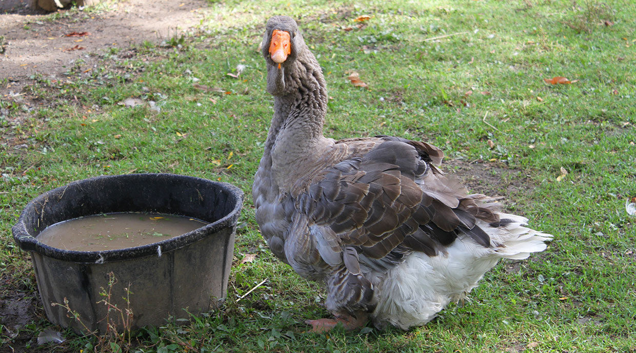 a rare Toulouse Goose lurks by a water bucket at Black Creek Pioneer Village