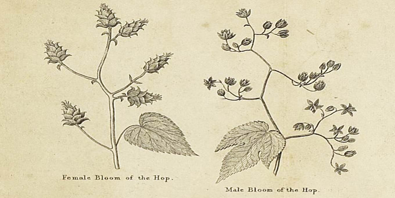 Victorian era drawing of hop plants