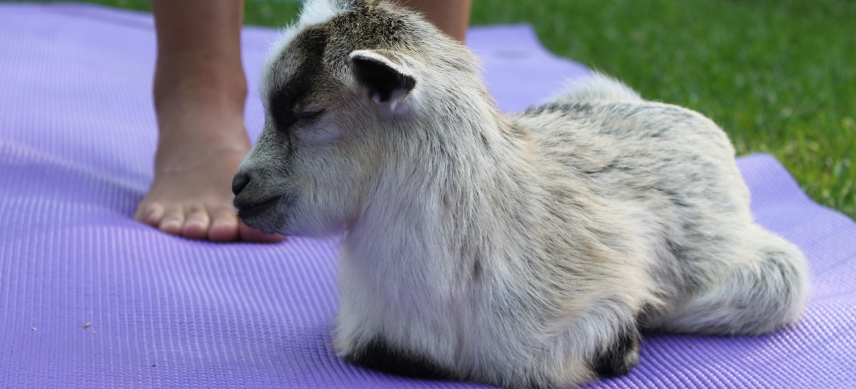 goat resting on yoga mat