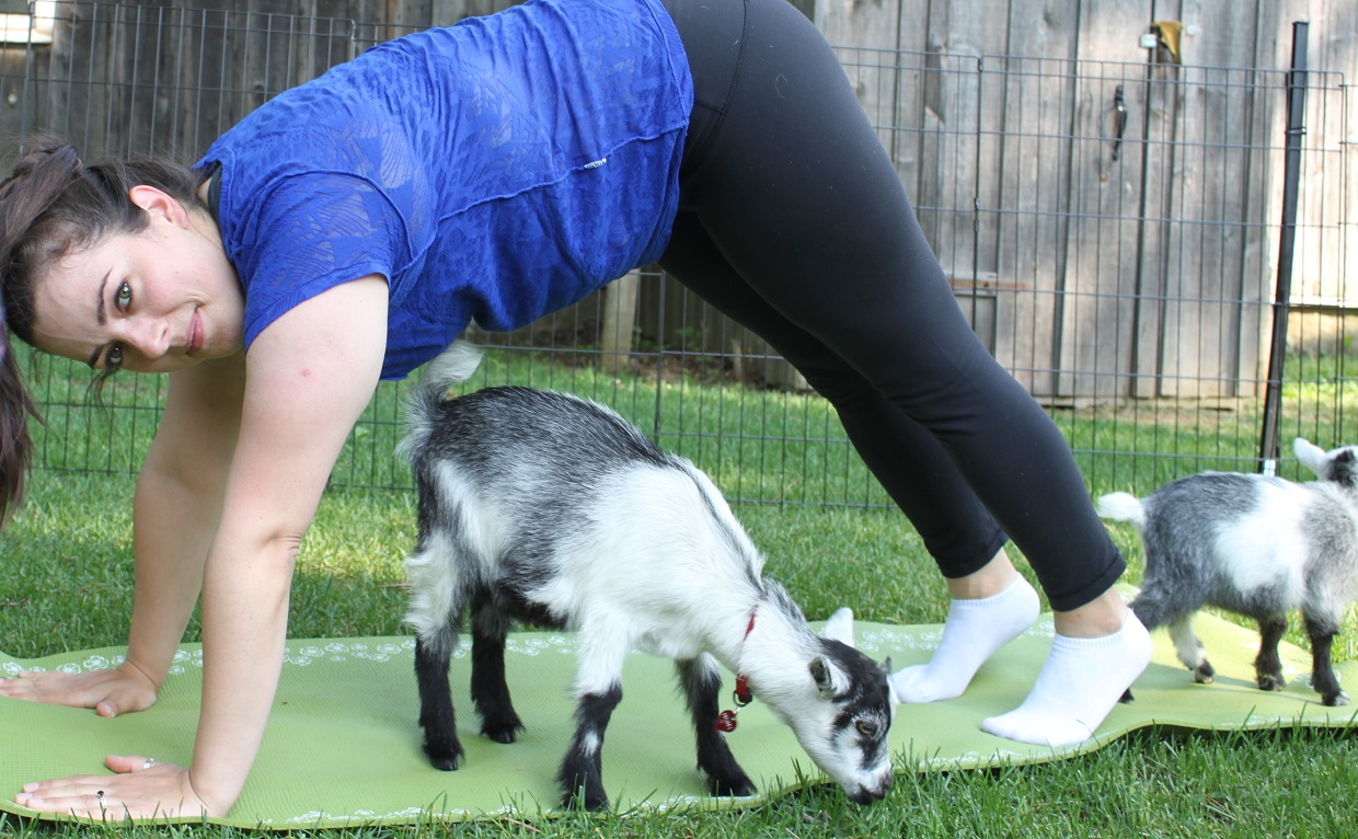 woman at Black Creek Pioneer Village goat yoga class