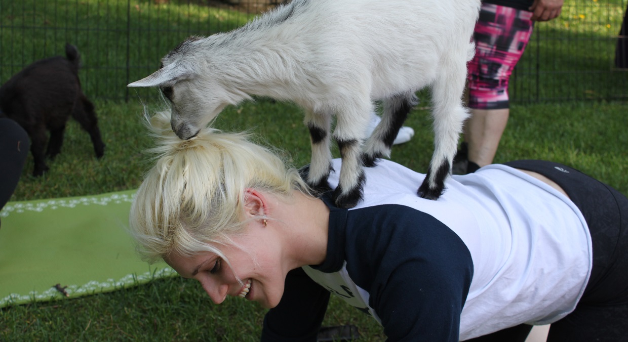 woman at Black Creek Pioneer Village goat yoga class