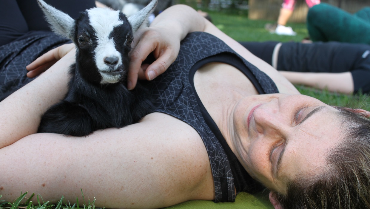 woman at Black Creek Pioneer Village goat yoga class